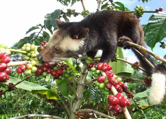 Weasel coffee