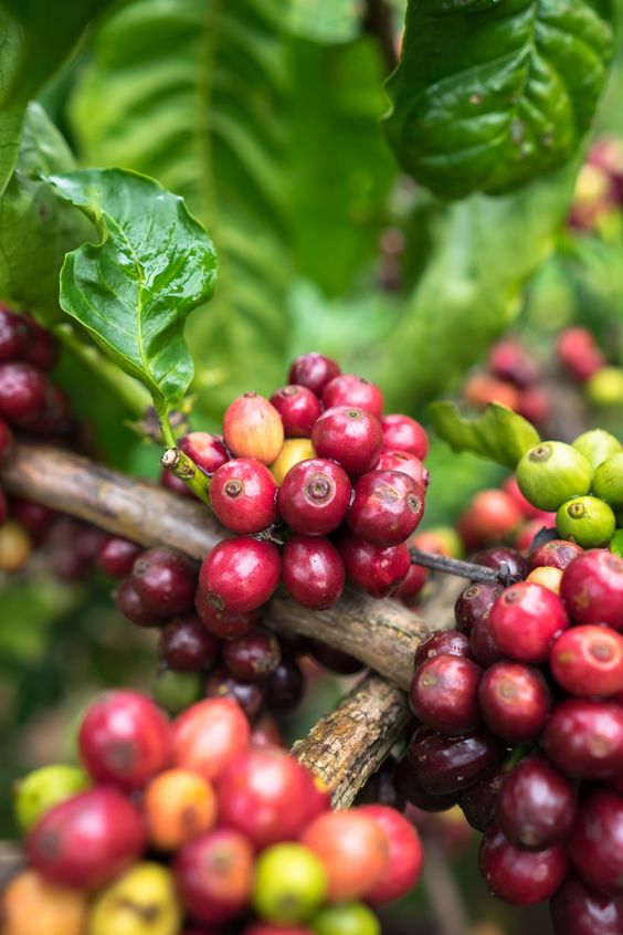 Fine Robusta Coffee (Vietnam)