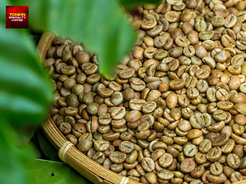 Arabica coffee in Vietnam