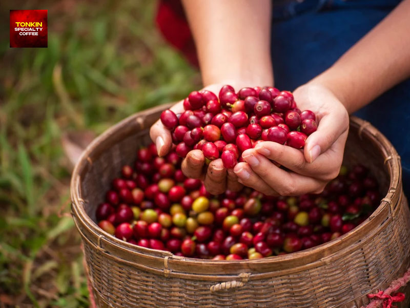 Why is Vietnamese coffee so strong