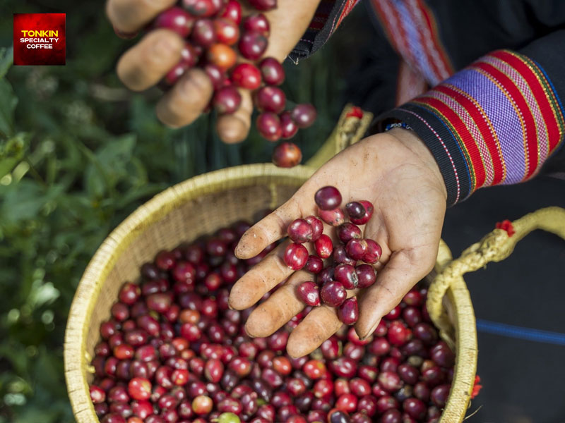 Vietnam Coffee Export Ranking