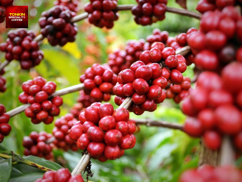 Where Is Coffee Grown in Vietnam