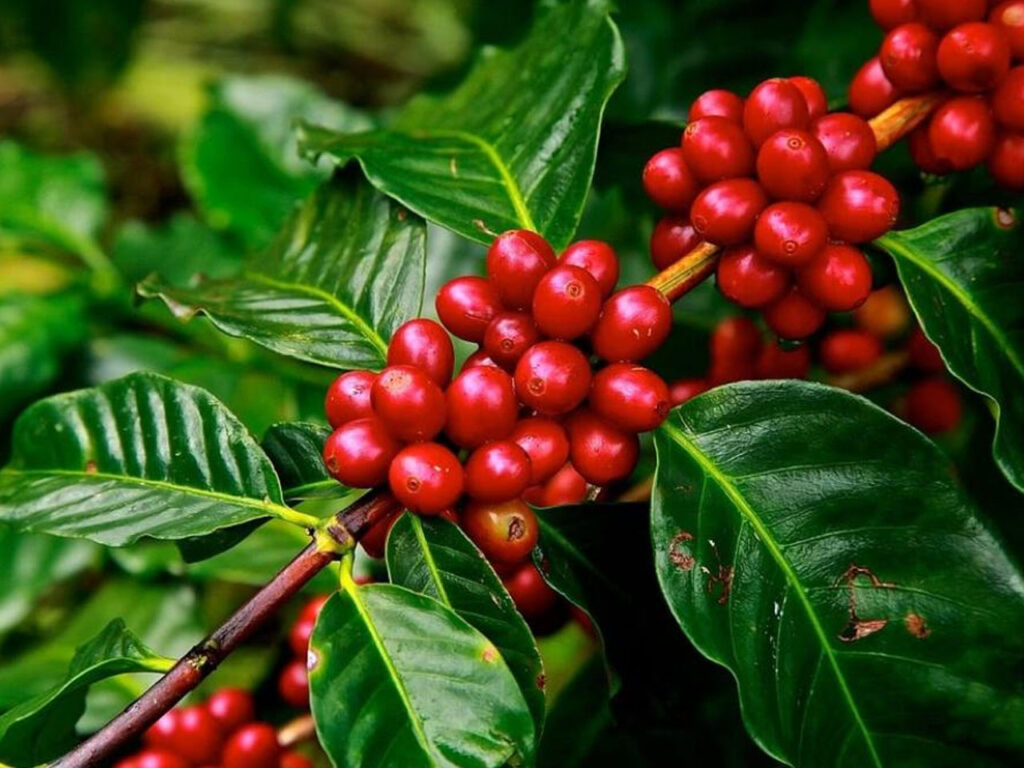 Where Is Coffee Grown in Vietnam