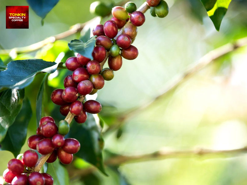 How Does Vietnam’s Coffee Supply Chain Work