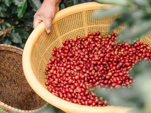 How Does Vietnam’s Coffee Supply Chain Work