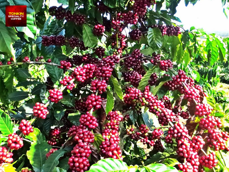 How Is Coffee Farmed in Vietnam