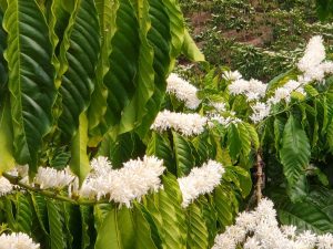 How Is Coffee Farmed in Vietnam