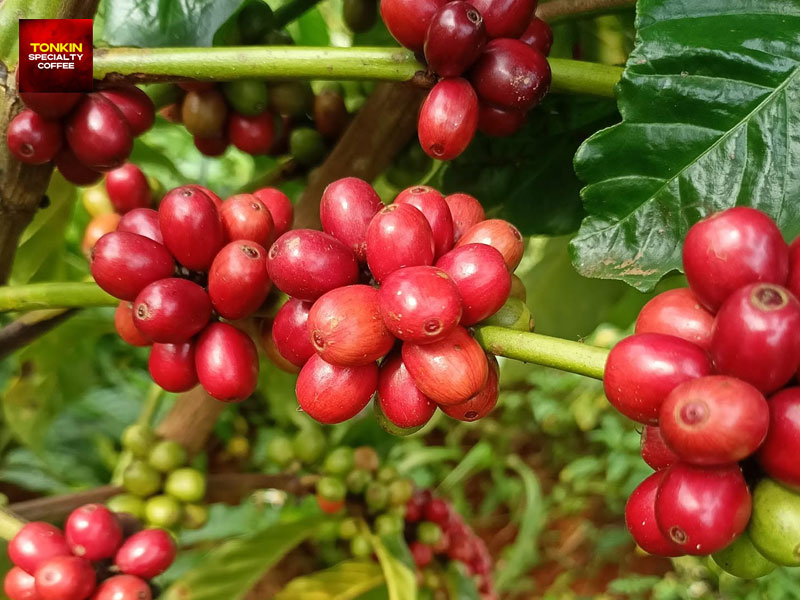 Is Da Lat Coffee Arabica