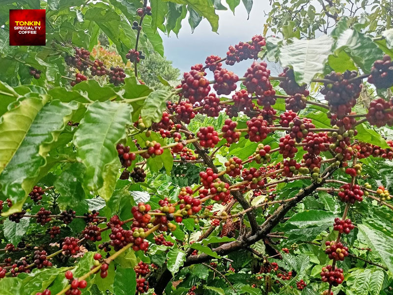 What Coffee Is Grown in Dak Lak