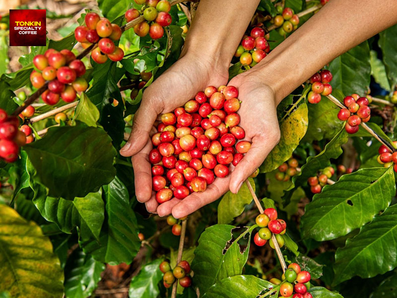 What Types of Coffee Beans Are Grown in Vietnam