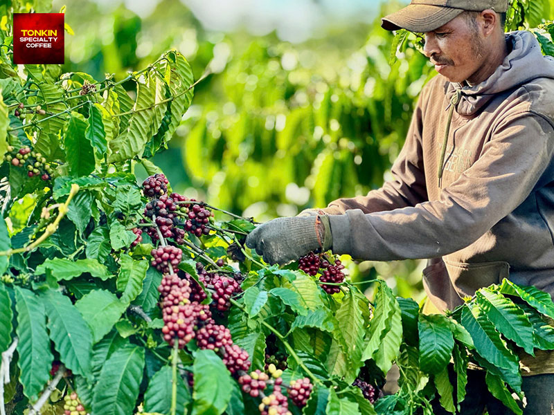 When Is Coffee Harvest Season in Vietnam