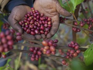 When Is Coffee Harvest Season in Vietnam