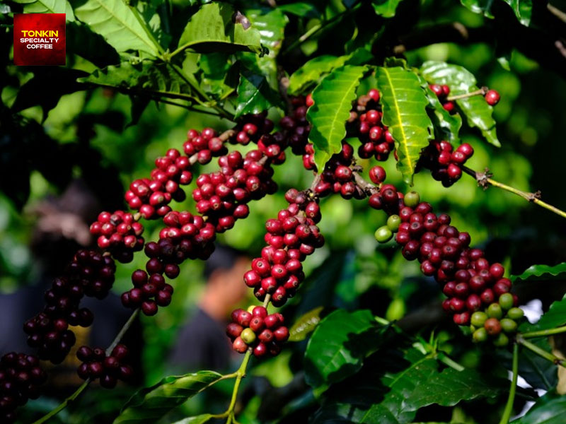 Why Are Vietnam’s Central Highlands Ideal for Coffee